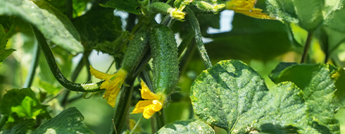 gherkin agriculture